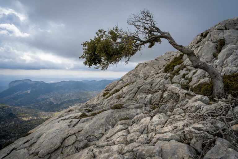 RESILIENCIA: LA CIENCIA DE ADAPTARSE Y CRECER